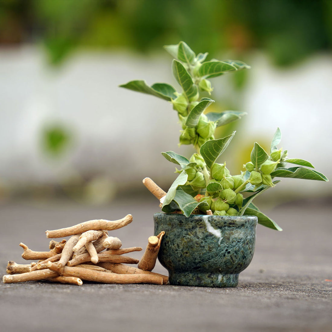 A potted ashwagandha herb with dried ashwagandha root next to it on a table